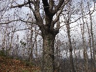 rro di Portella Calanna-Quercus cerris 20101205 089